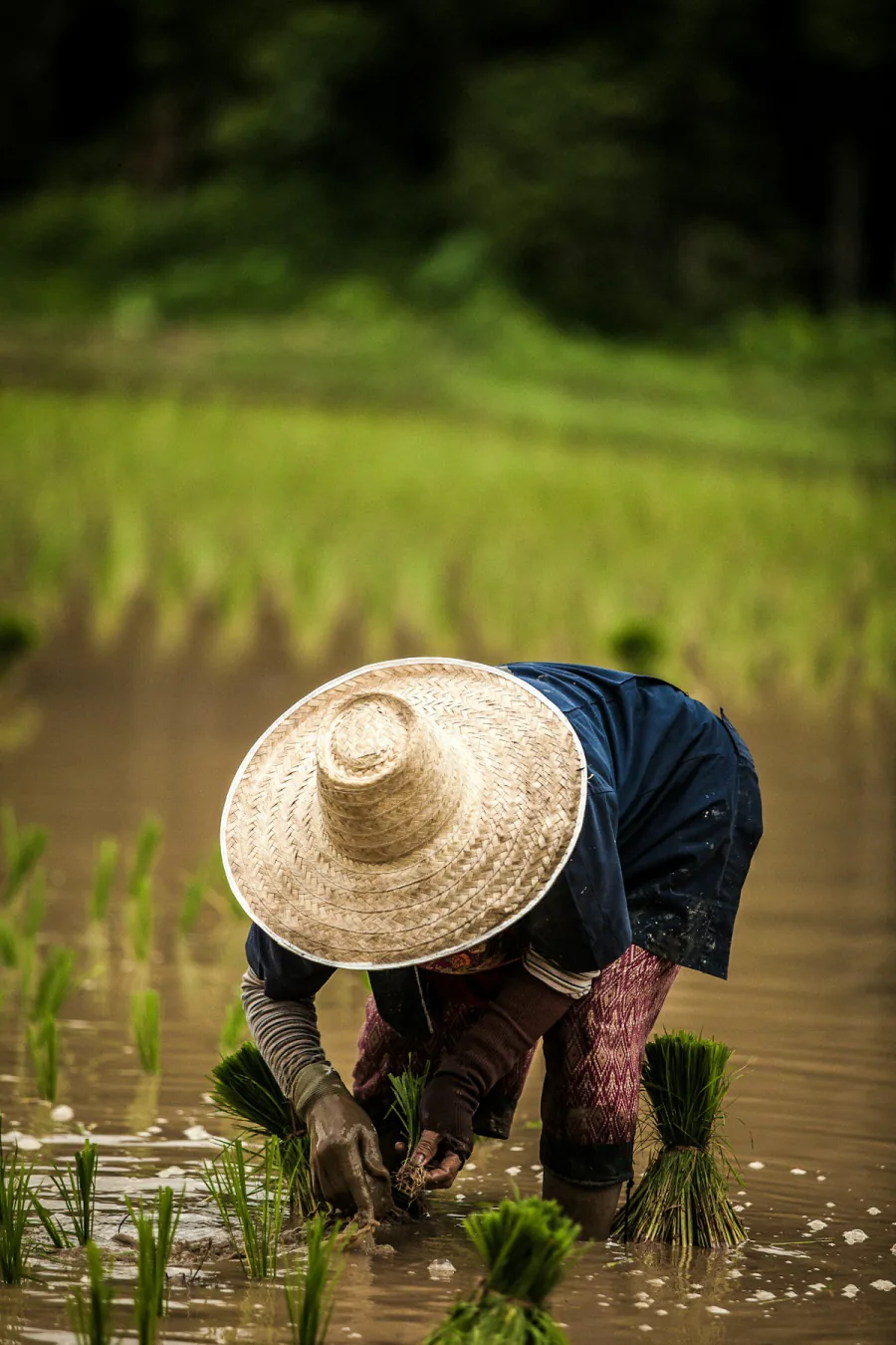 Workers planting rice in a paddy field