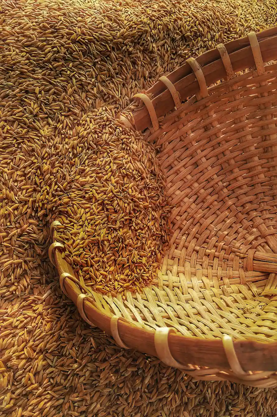 Rice grains in a woven winnowing basket