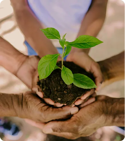A farmer’s hands holding a rice seedling